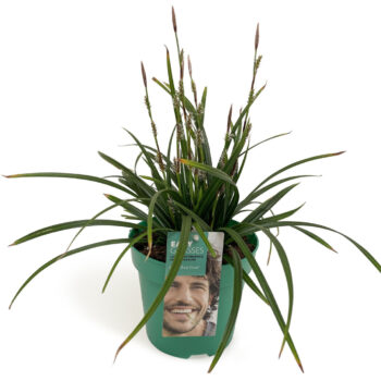 Carex morrowii Irish Green GROEN