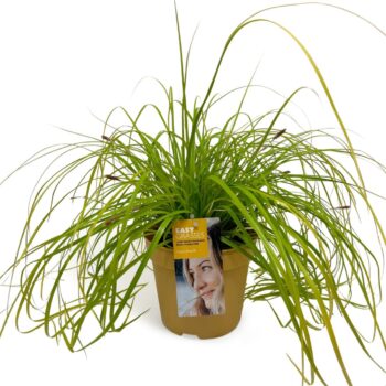 Carex oshimensis Everillo GEEL