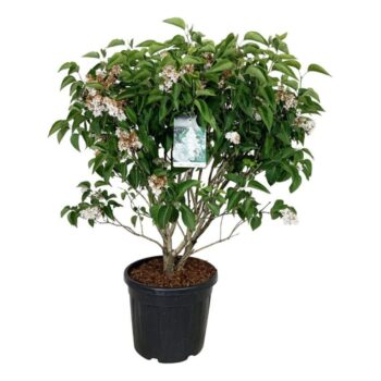 Syringa v. 'Mme Lemoine'