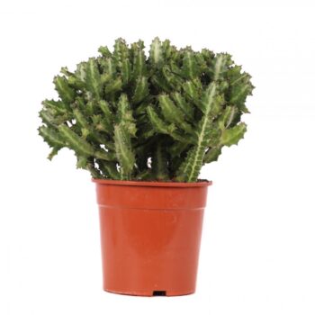 Euphorbia lactea canarias