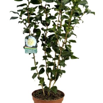 Camellia japonica