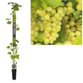 Vitis vinifera 'Millenium'