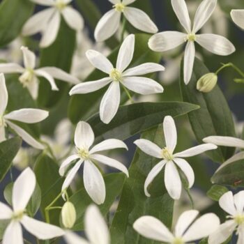 Clematis armandii