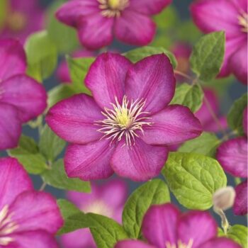 Clematis 'Ville de Lyon'