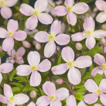 Clematis montana 'Rubens'