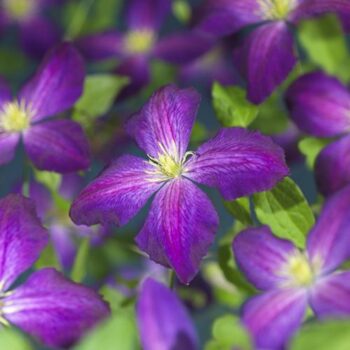 Clematis Jackmanii Purpurea PBR