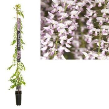 Wisteria floribunda 'Rosea'