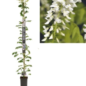Wisteria floribunda 'Alba'