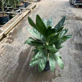 Chamaedorea metallica