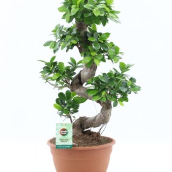 Ficus Ginseng S type