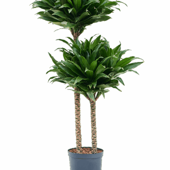 Dracaena fragrans 'Compacta' 60-30