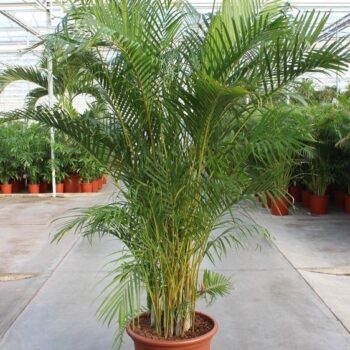 Dypsis lutescens