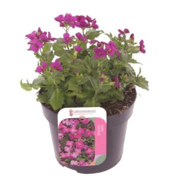 Arabis cauc. Little Treasure Roze