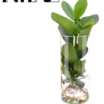 Clusia in Cylinder glass - delivery time: 24 hours