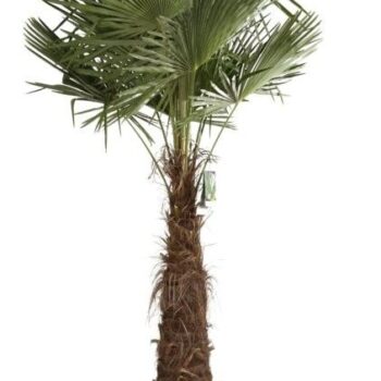 Trachycarpus fortunei