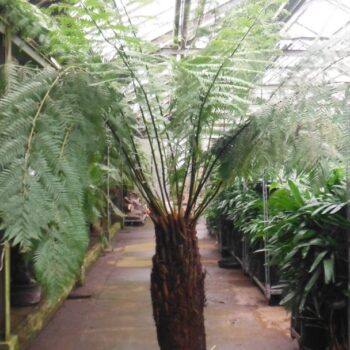 Dicksonia Antarctica