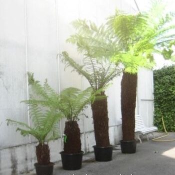 Dicksonia Antarctica