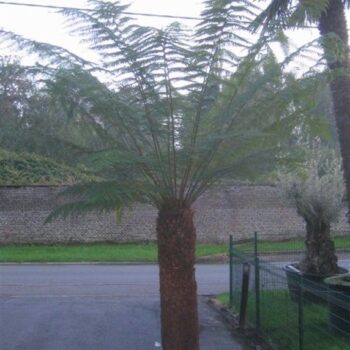 Dicksonia Antarctica