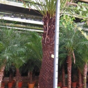 Dicksonia antarctica