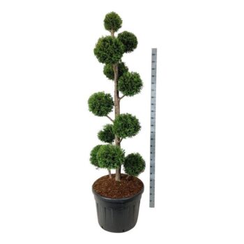 Thuja occ. 'Brabant'