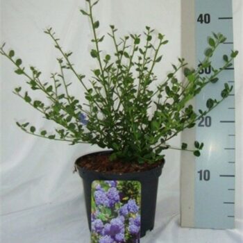 Ceanothus impressus 'Victoria'