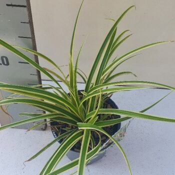 Carex oshimensis Goldband