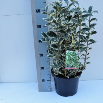 Euonymus jap 'Bravo'