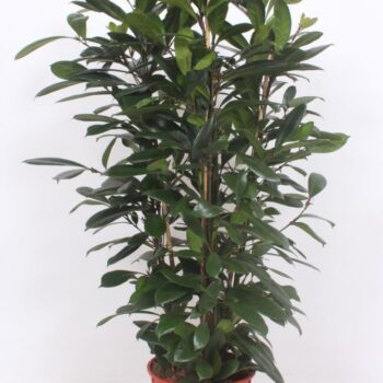 Ficus Cyathistipula