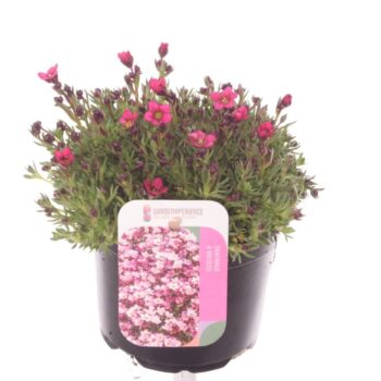Saxifraga Alpino Rose