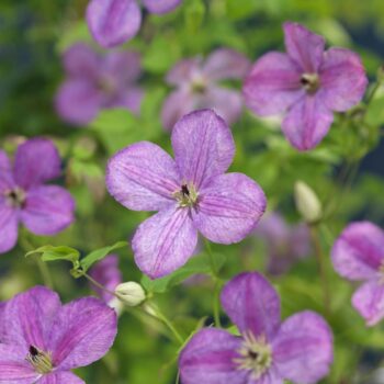 FleuraTerrazza W320 Clematis So Many® Lavender Flowers PBR +label