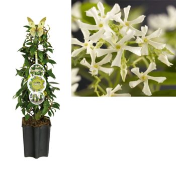 Trachelospermum jasminoides fleuraterrazza