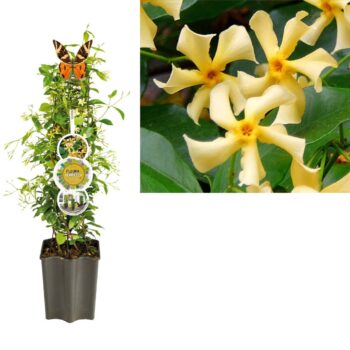 FleuraTerrazza W320 Trachelospermum jasm. 'Star of Toscane' PBR +label