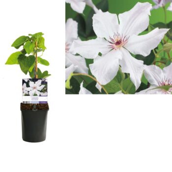 Clematis 'Snow Queen' +light label