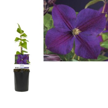 Clematis 'Star of India' +light label