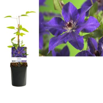 Clematis 'The President' +light label