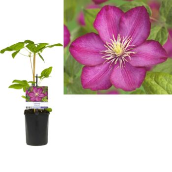 Clematis 'Ville de Lyon' +light label