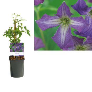 Clematis viticella +light label