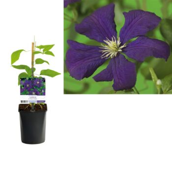 Clematis vit. 'Etoile Violette' +light label