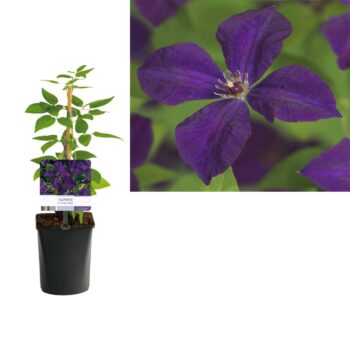 Clematis vit. 'Polish Spirit' +light label