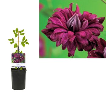 Clematis vit. 'Purp. P. Elegans' +light label