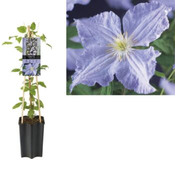 Clematis 'Blue Angel' +light label