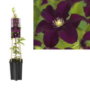 Clematis 'Warszawska Nike' +light label