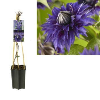 Clematis 'Multi Blue' +light label