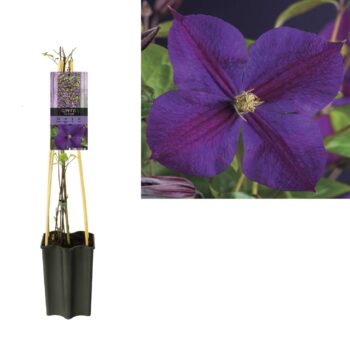 Clematis 'Star of India' +light label