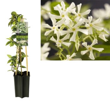 Trachelospermum jasminoides +light label