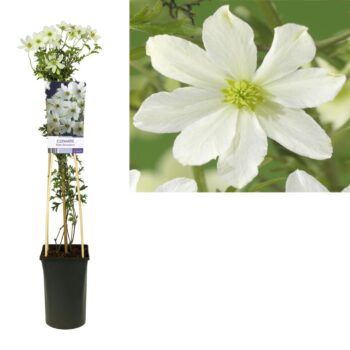 Clematis early sensation