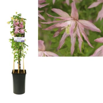 Clematis country rose