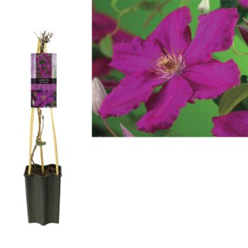 Clematis 'Ernest Markham' +light label