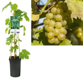 Vitis riesling