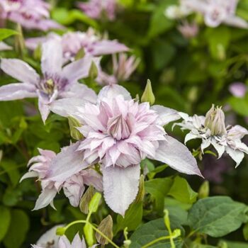 Clematis Multi Pink® PBR